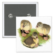 Buff Pomeranian Goslings Pinback Button