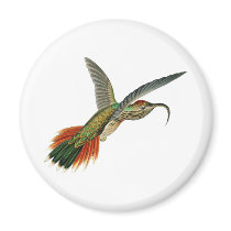 Buff-tailed Sicklebill Magnets