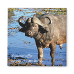 Buffalo African Syncerus caffer