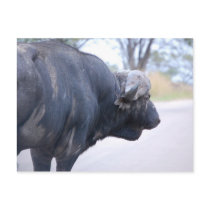 Buffalo at Kruger Postcard