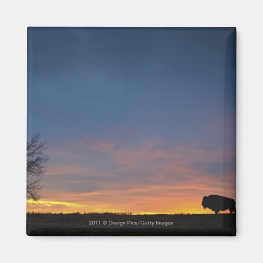 Buffalo At Sunset In Elk Island National Park Magnets