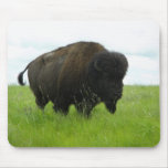 Buffalo Bull mousepads
