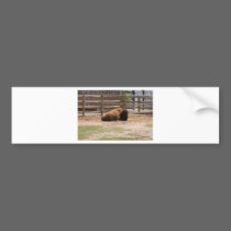 Buffalo bumper stickers