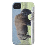 Buffalo grazing iPhone 4 Case-Mate case