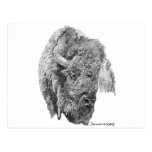 Buffalo Head Post Cards