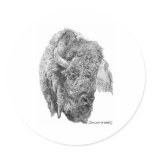 Buffalo Head