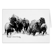 Buffalo Herd