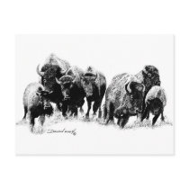 Buffalo Herd
