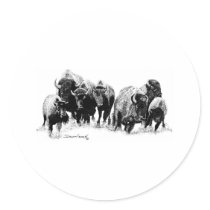 Buffalo Herd
