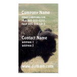 Buffalo Hunts Business Cards