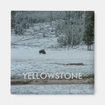 Buffalo Loner Magnet