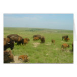 Buffalo on the Plains cards