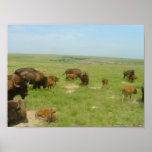 Buffalo On The Plains posters