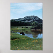 Buffalo on Wetland Poster