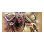 Buffalo & Oxpecker Prints Photocards