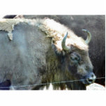 Buffalo photo sculptures