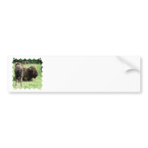 Buffalo Picture Bumper Stickers