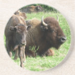 Buffalo Picture Coasters
