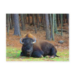 Buffalo Post Card