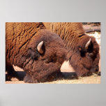 Buffalo posters