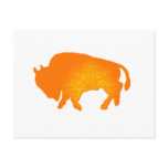 Buffalo Sun