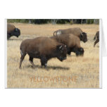 Buffalo YELLOWSTONE Greeting Card