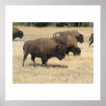 Buffalo Yellowstone Poster