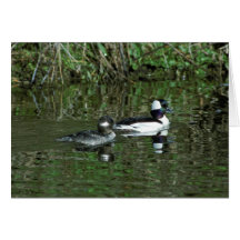 Buffleheads - Dipper Ducks Greeting Card