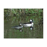 Buffleheads - Dipper Ducks postcards