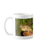 bufo the frog mugs