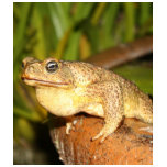 bufo the frog t-shirts