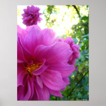 bug in pink2 posters