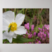 bug life canvas poster