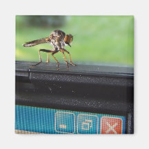 Bug On System ~ magnet