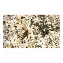 Bug on the PCT Postcard
