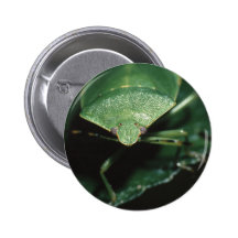 bug pin