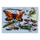 Bugs Card