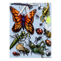 Bugs Postcard