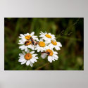 Bugs! posters
