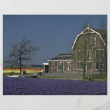 Bulb fields, Netherlands at the Cornish Riviera Flyers