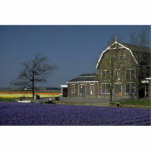 Bulb fields, Netherlands at the Cornish Riviera photo sculptures