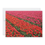 Bulb fields of Holland Yellow flowers invitations