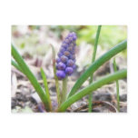 Bulb Garden - Grape Hyacinth Post Card