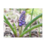 Bulb Garden - Grape Hyacinth Post Card