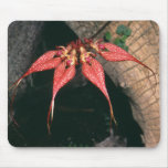 Bulbophyllum rotschildianum mouse mat