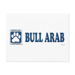 Bull Arab Blue