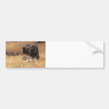 Bull Bison, Female, & Wolf Bumper Sticker