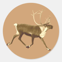 Bull Caribou - Sepia Round Stickers