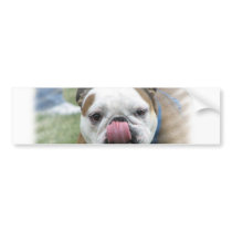 Bull Dog Designs Bumper Sticker