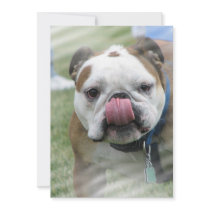 Bull Dog Invitation